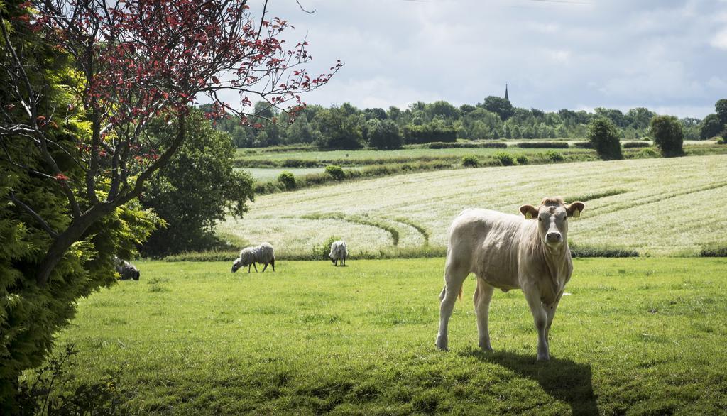 Superior Double or Twin Room,1228718900:JPEG